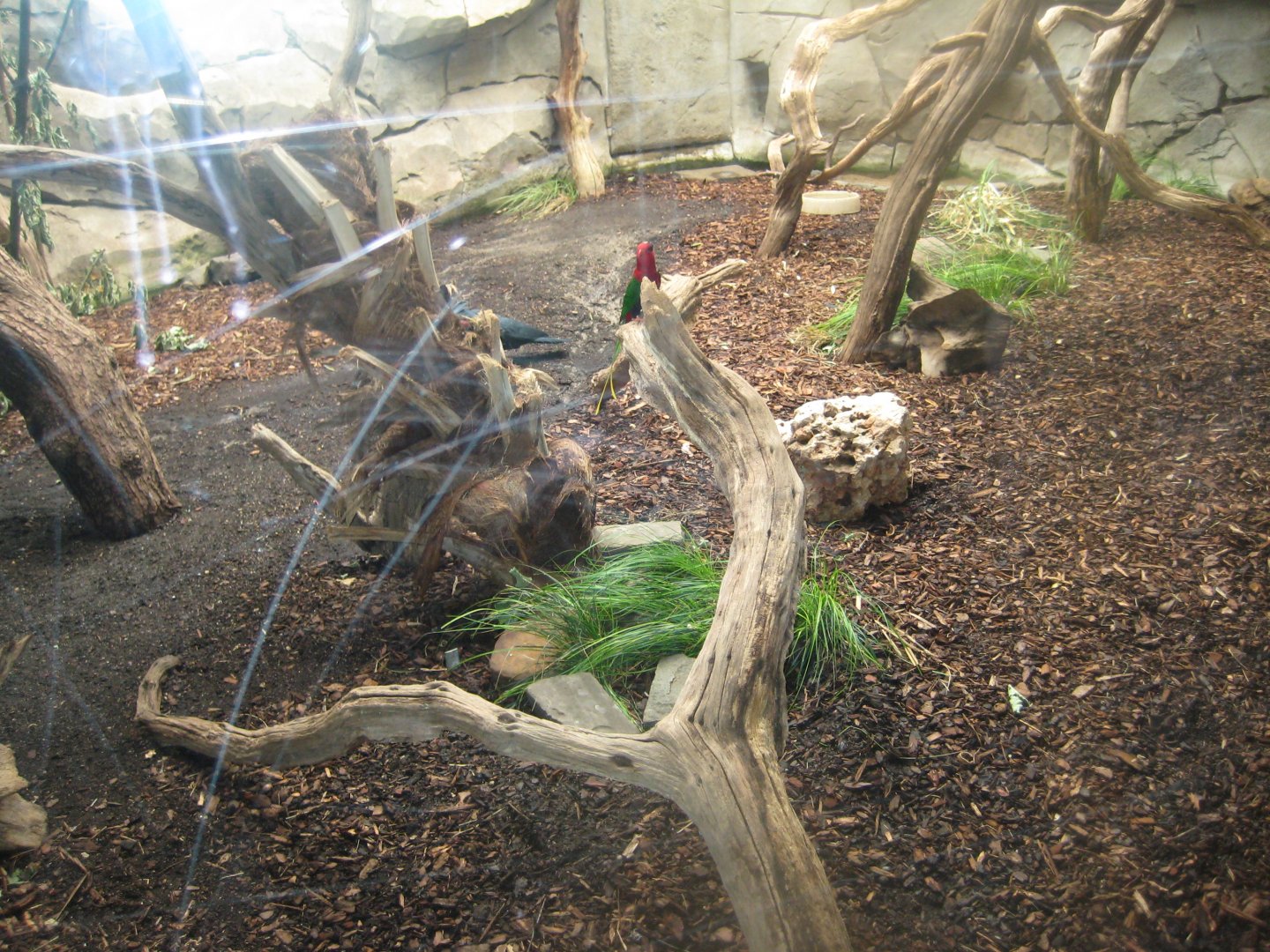 Cologne Zoo - Tropical house - Cockatoo/lorikeet exhibit