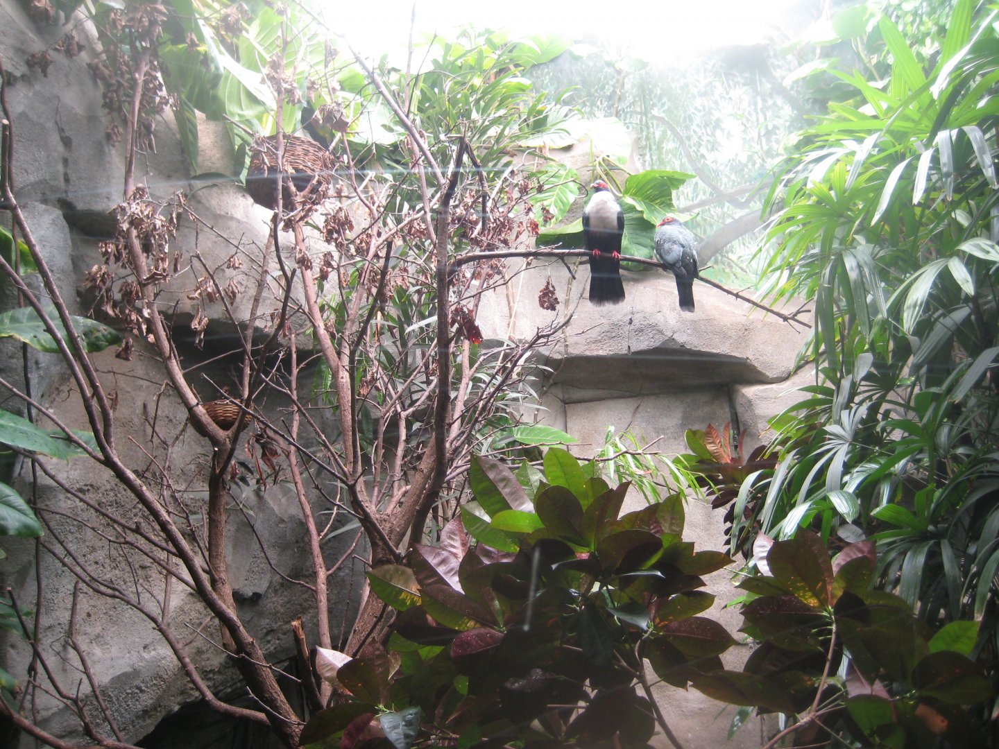 Cologne Zoo - Tropical house - Mixed bird exhibit