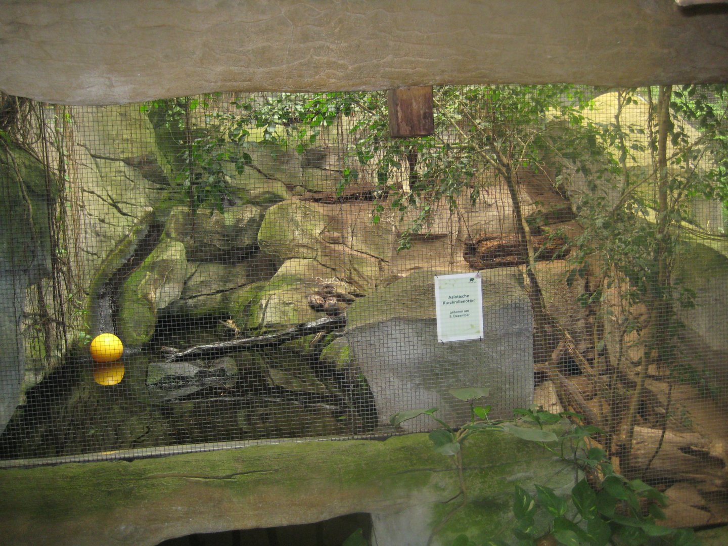 Cologne Zoo - Tropical house - Otter exhibit