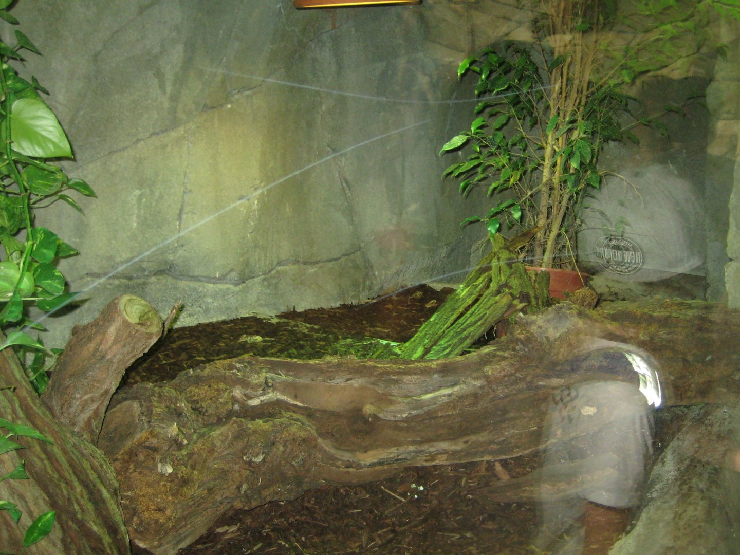 Cologne Zoo - Tropical house - Python exhibit