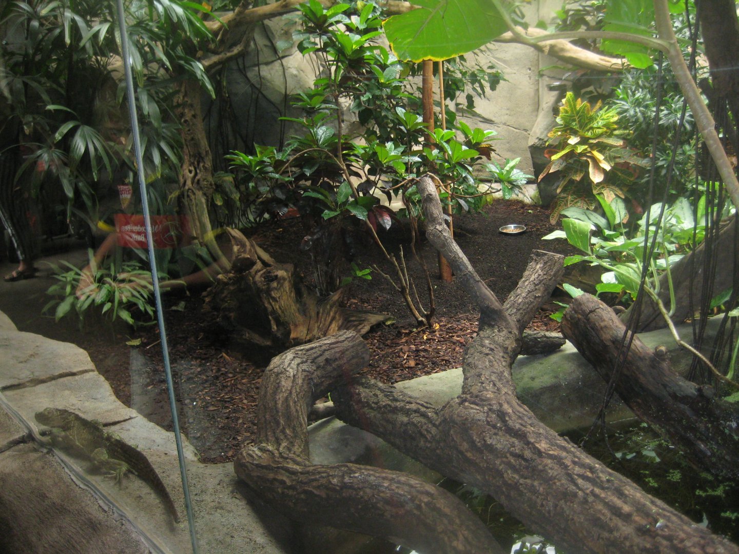 Cologne Zoo - Tropical house - Sailfin lizard exhibit