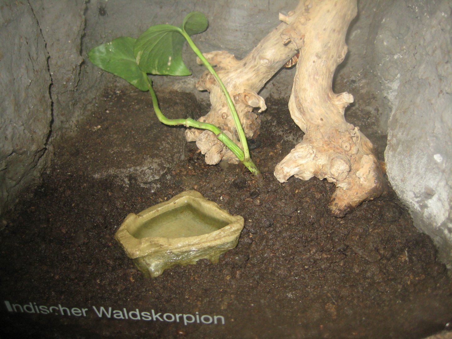 Cologne Zoo - Tropical house - Scorpion exhibit