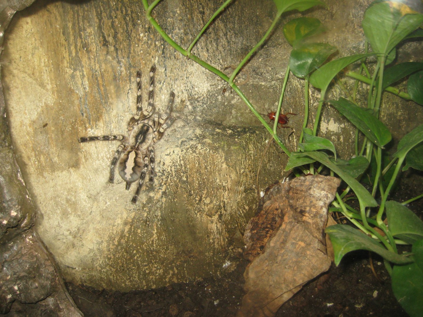 Cologne Zoo - Tropical house - Tarantula exhibit