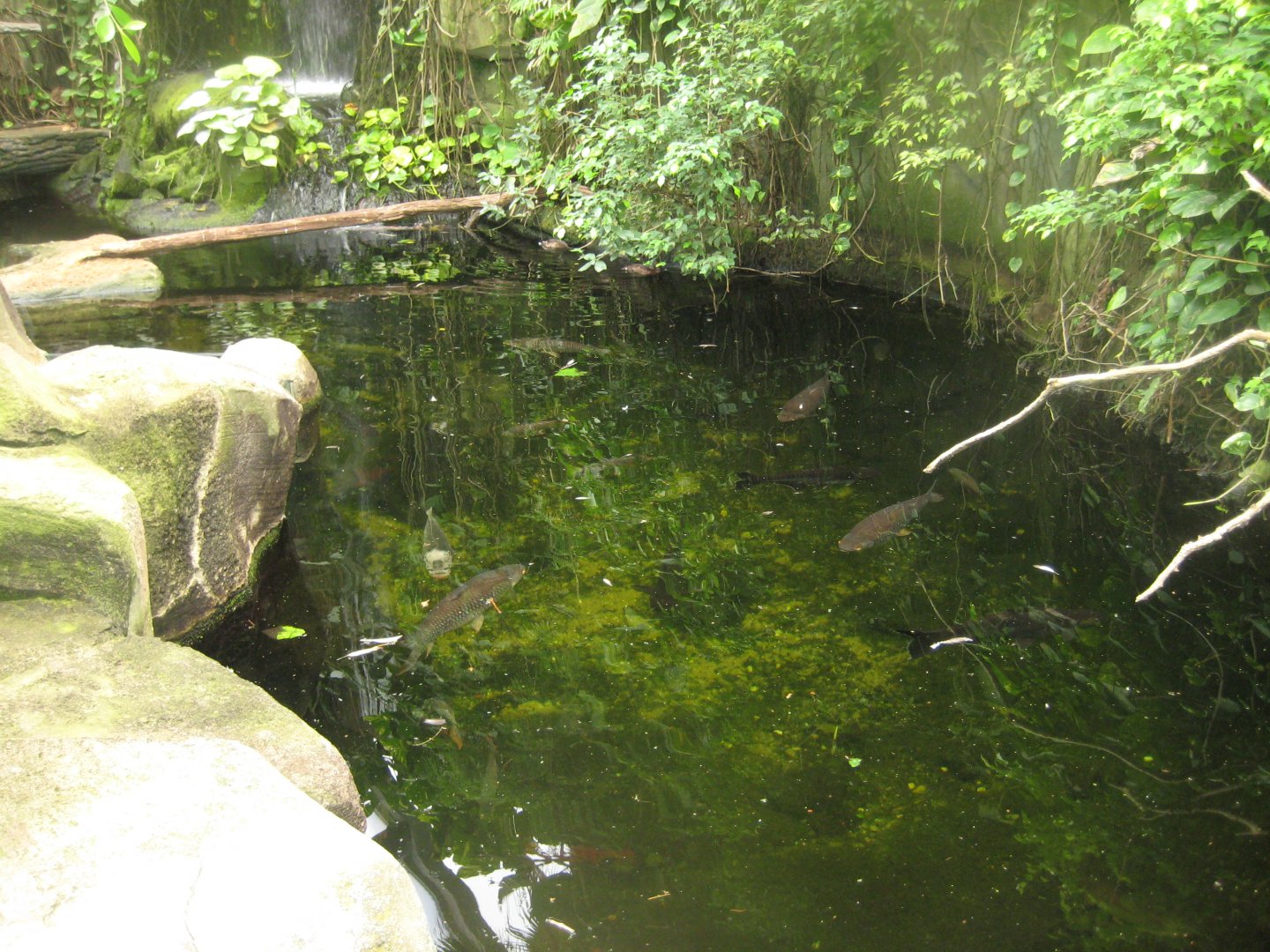 Cologne Zoo - Tropical house - Waterfall pond