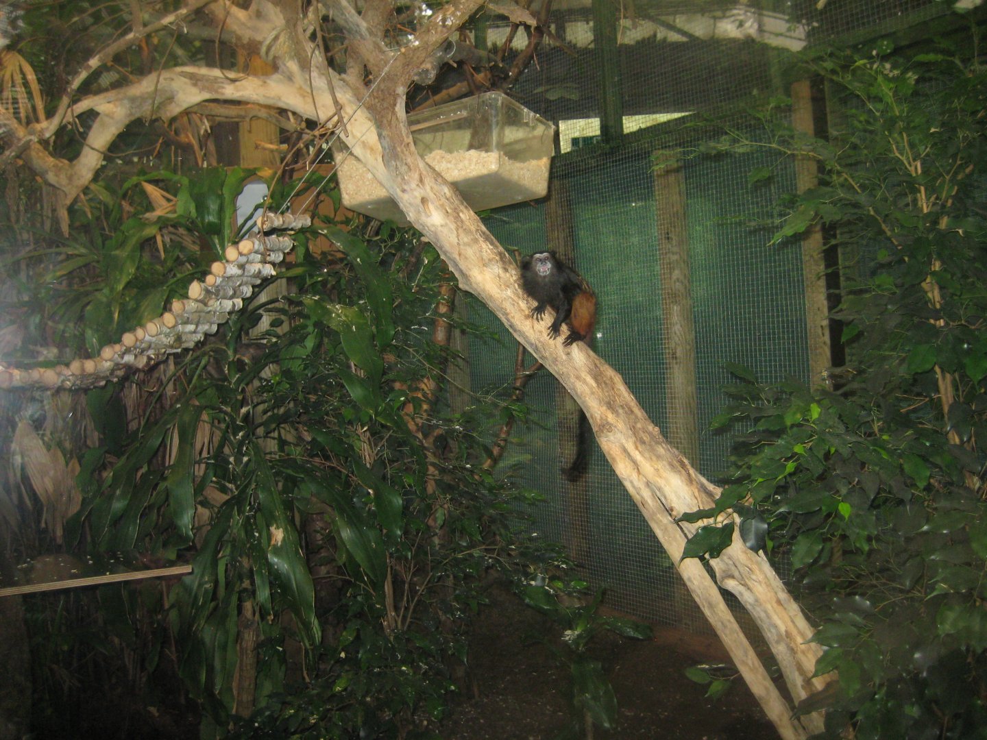 Cologne Zoo - Weddell's saddle-back tamarin exhibit
