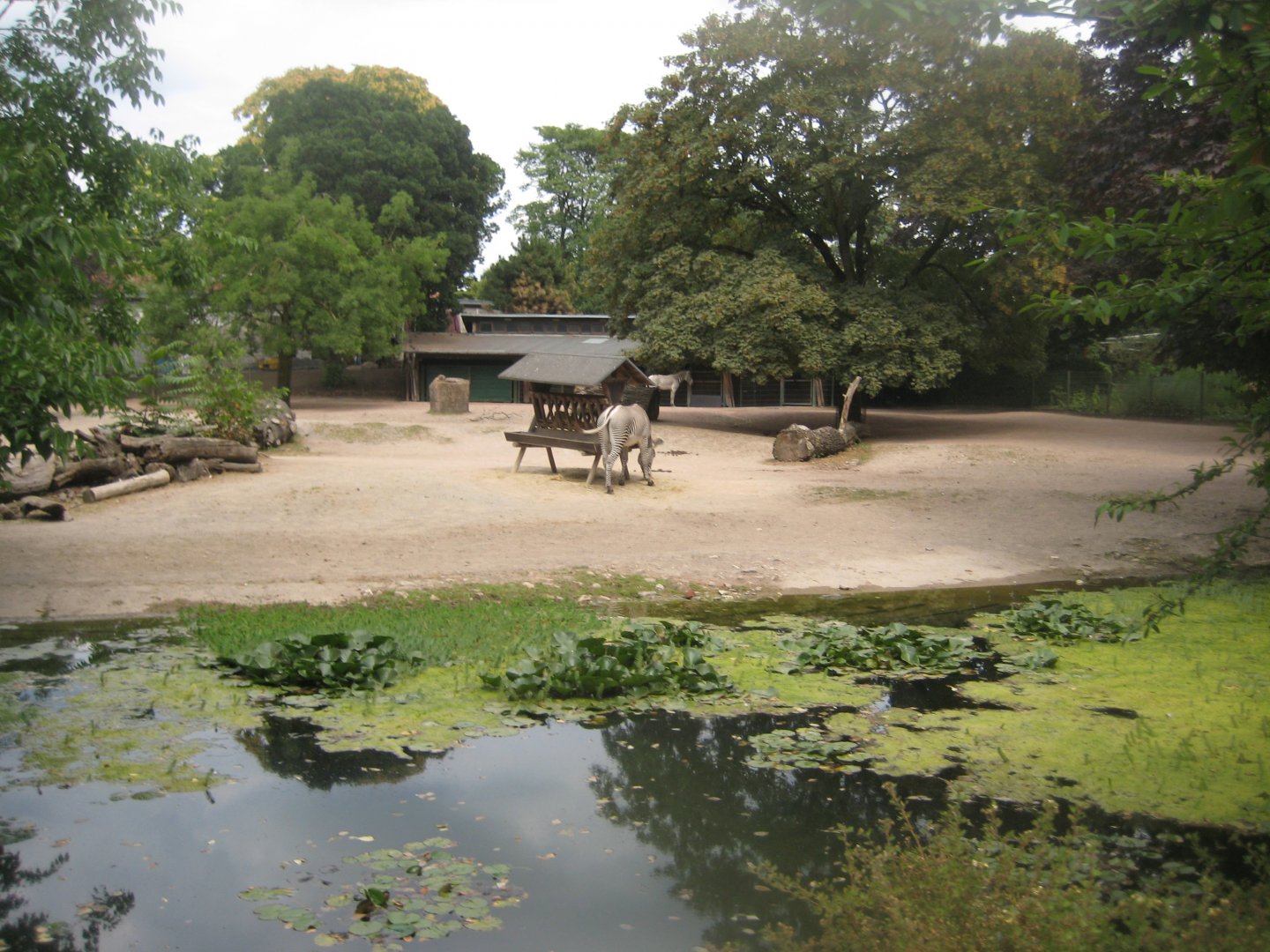 Cologne Zoo - Zebra exhibit