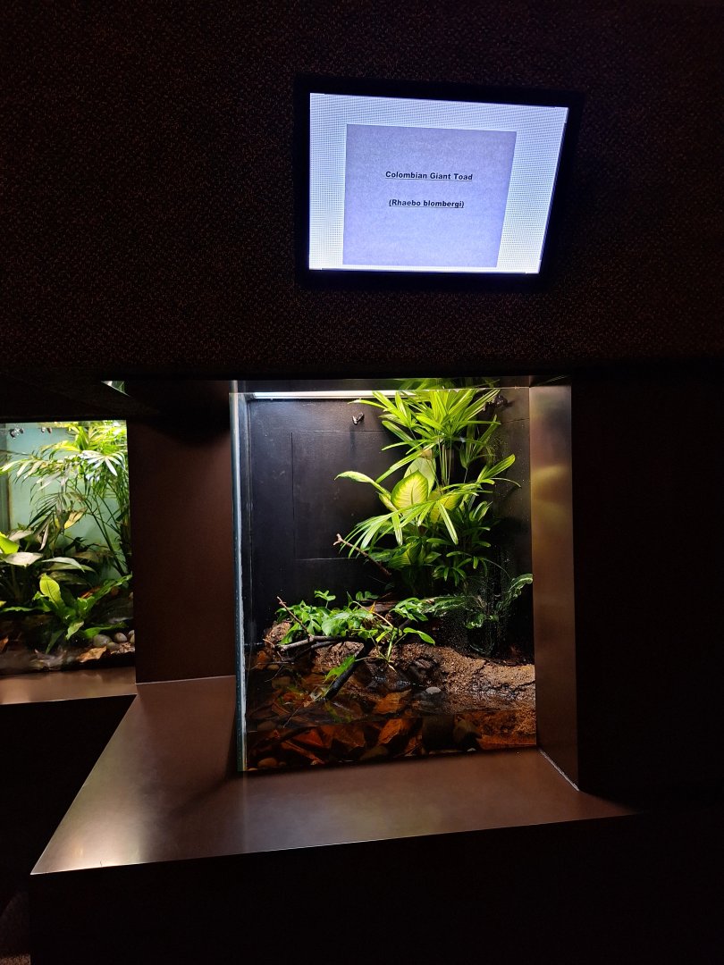 Colombia Giant Toad enclosure