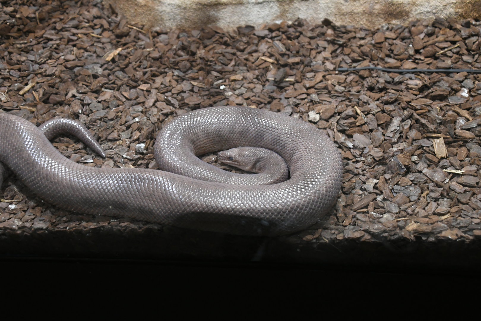 Colombia Rainbow Boa