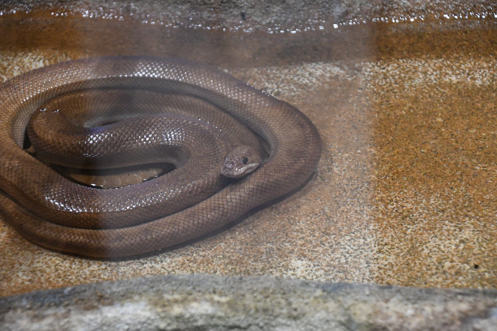 Colombia Rainbow Boa