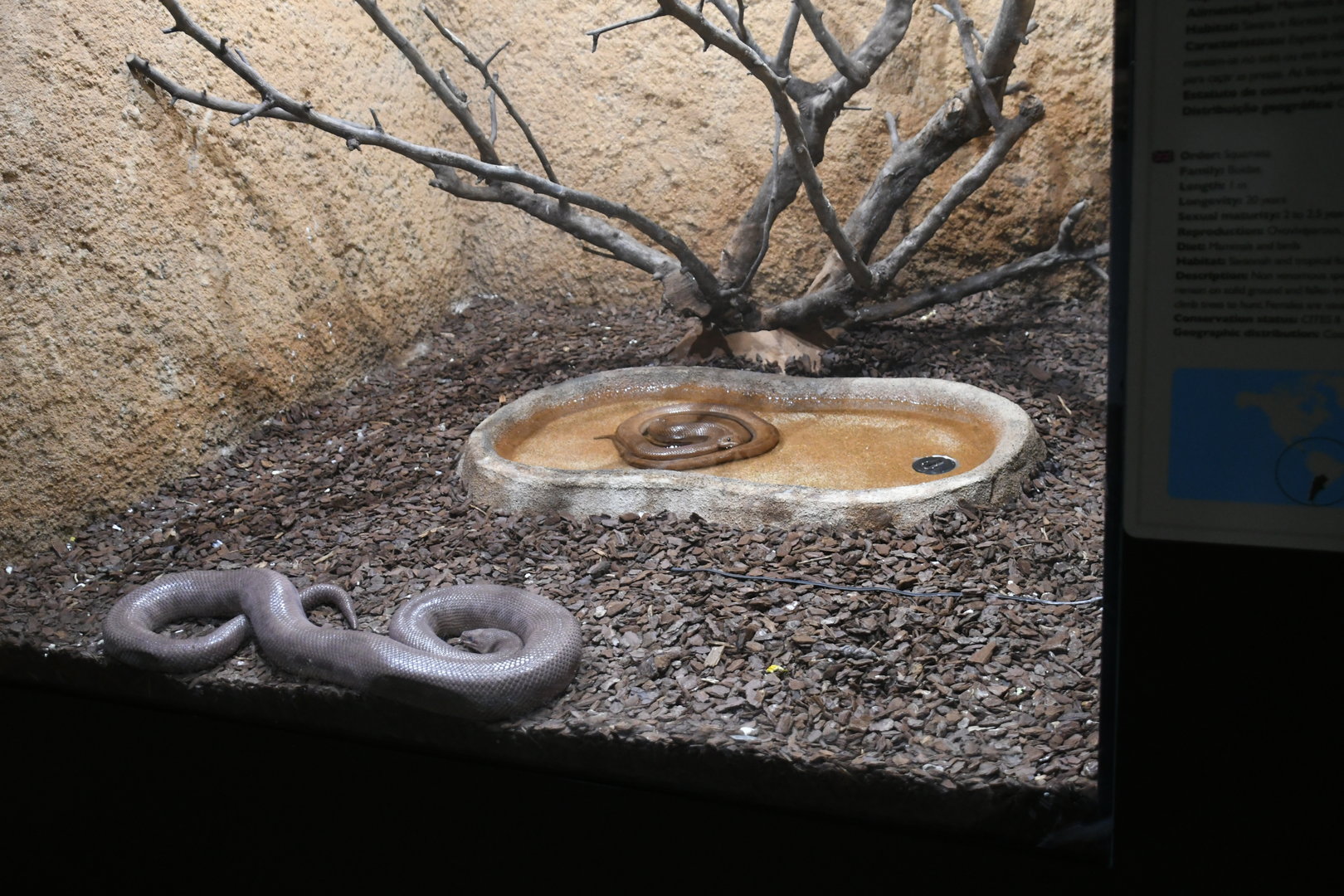 Colombia Rainbow Boas tank (Reptile House)