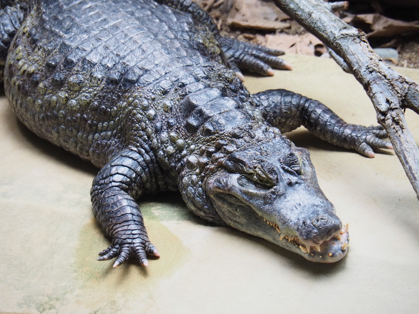 Colombia spectacled caiman (Caiman crocodilus crocodilus), 2019-04-20