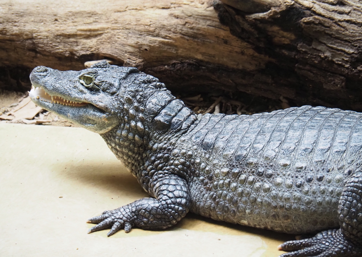 Colombia spectacled caiman (Caiman crocodilus crocodilus), 2019-04-20