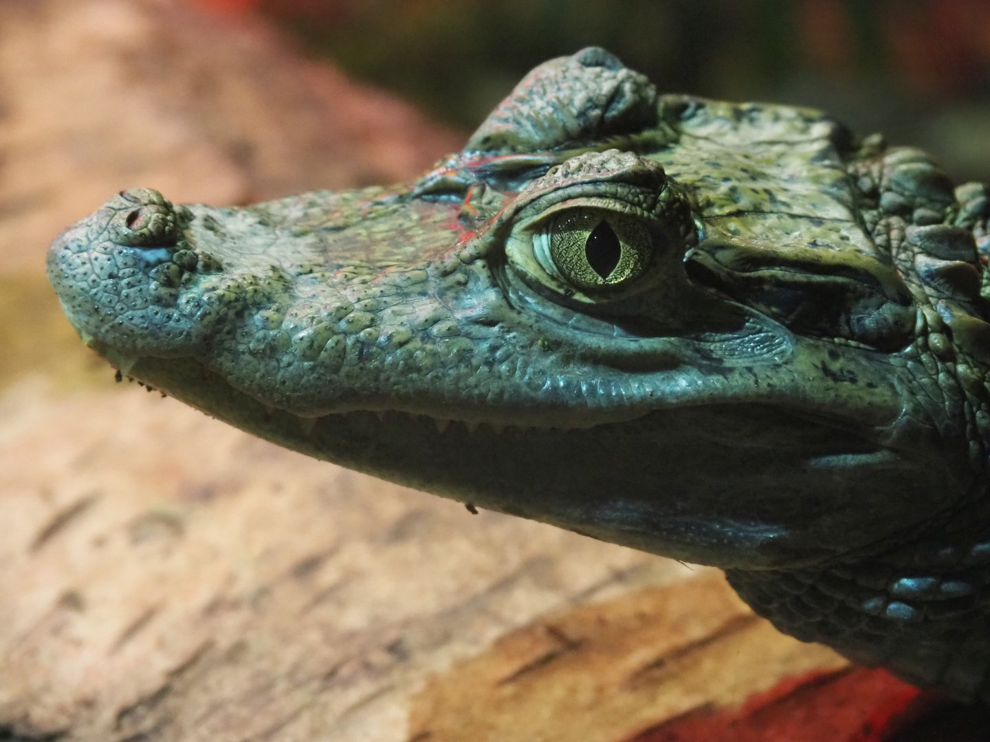 Colombia spectacled caiman (Caiman crocodilus crocodilus), 2020-09-02