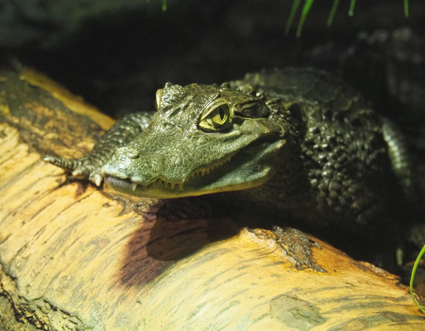 Colombia spectacled caiman (Caiman crocodilus crocodilus), 2021-09-03