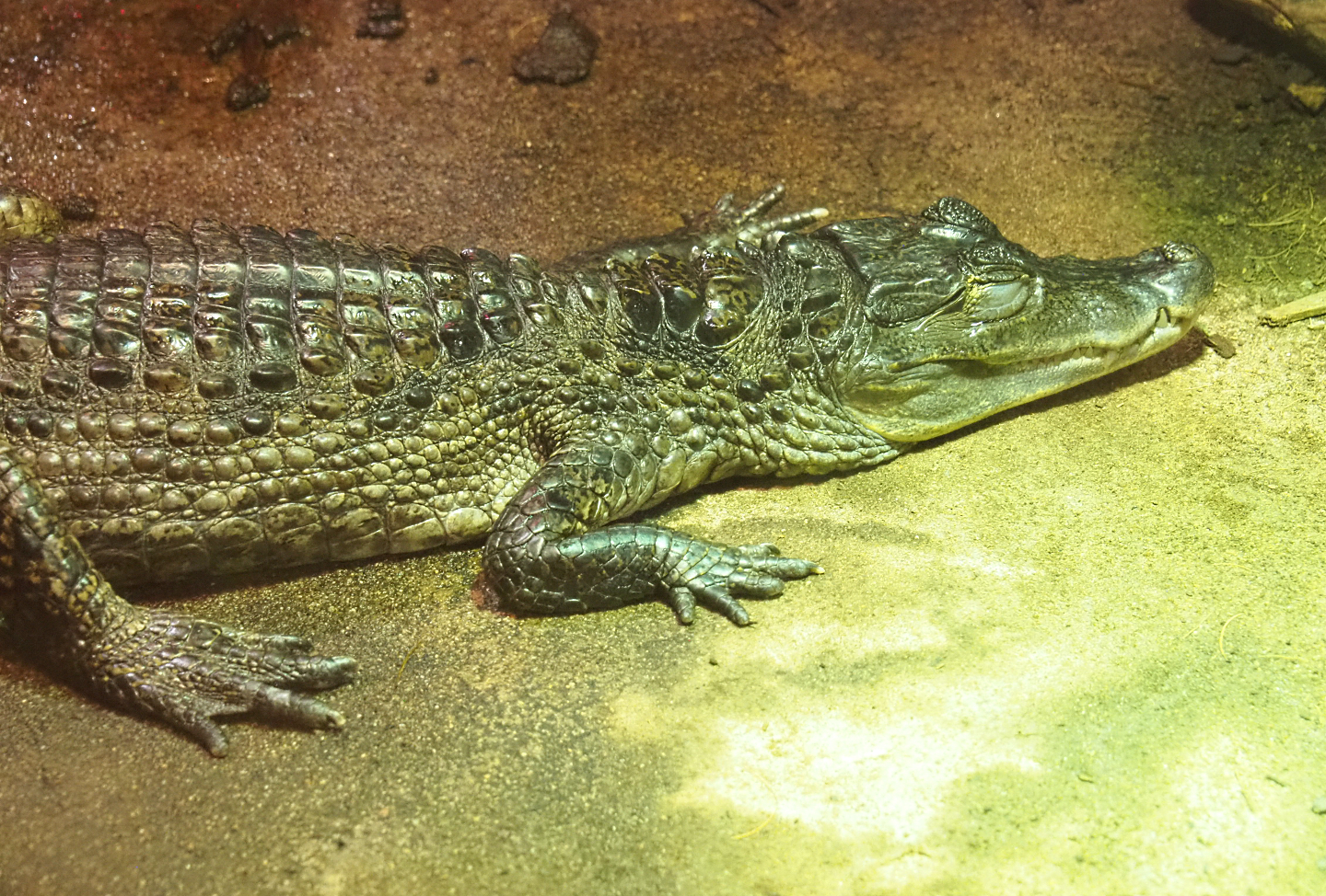 Colombia spectacled caiman (Caiman crocodilus crocodilus), 2022-09-14