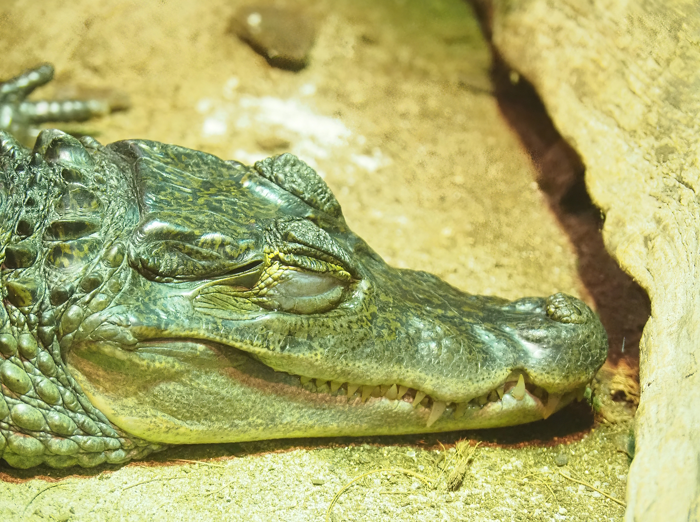 Colombia spectacled caiman (Caiman crocodilus crocodilus), 2023-05-15