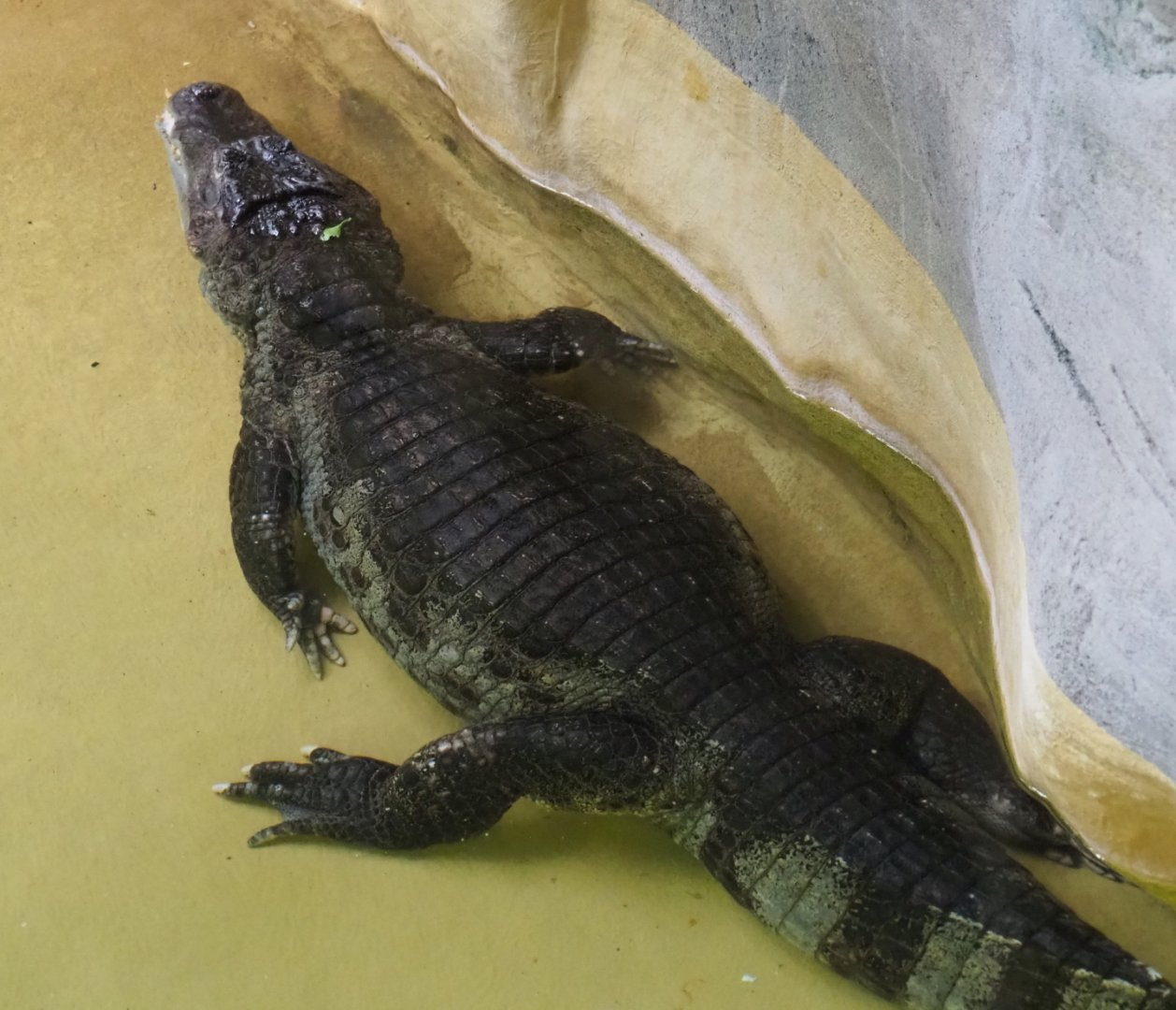 Colombia Spectacled caiman (Caiman crocodilus crocodilus), Feb 27th, 2019