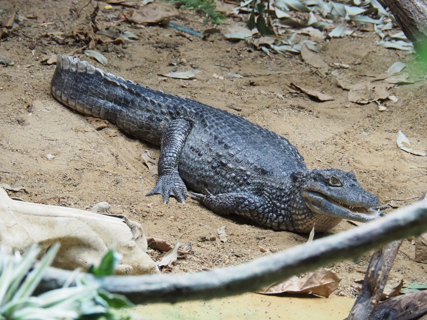 Colombia Spectacled caiman (Caiman crocodilus crocodilus), Feb 27th, 2019