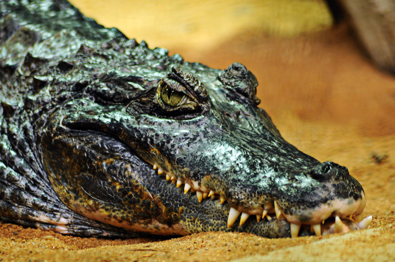 Colombia spectacled caiman