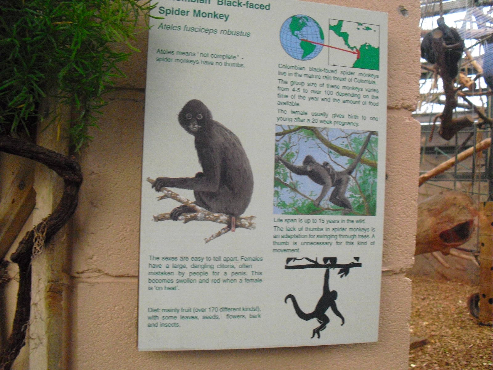 Colombian black-faced spider monkey Signage - 16/02/2011