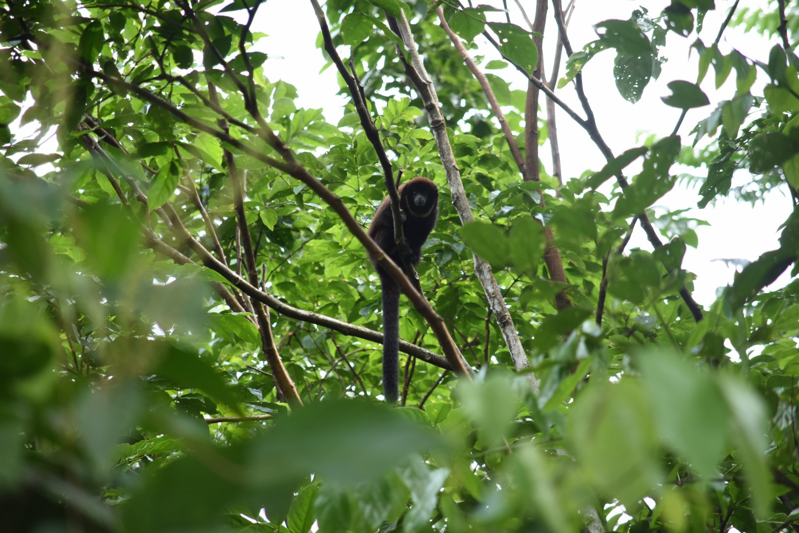 Colombian black-handed titi (Cheracebus medemi)