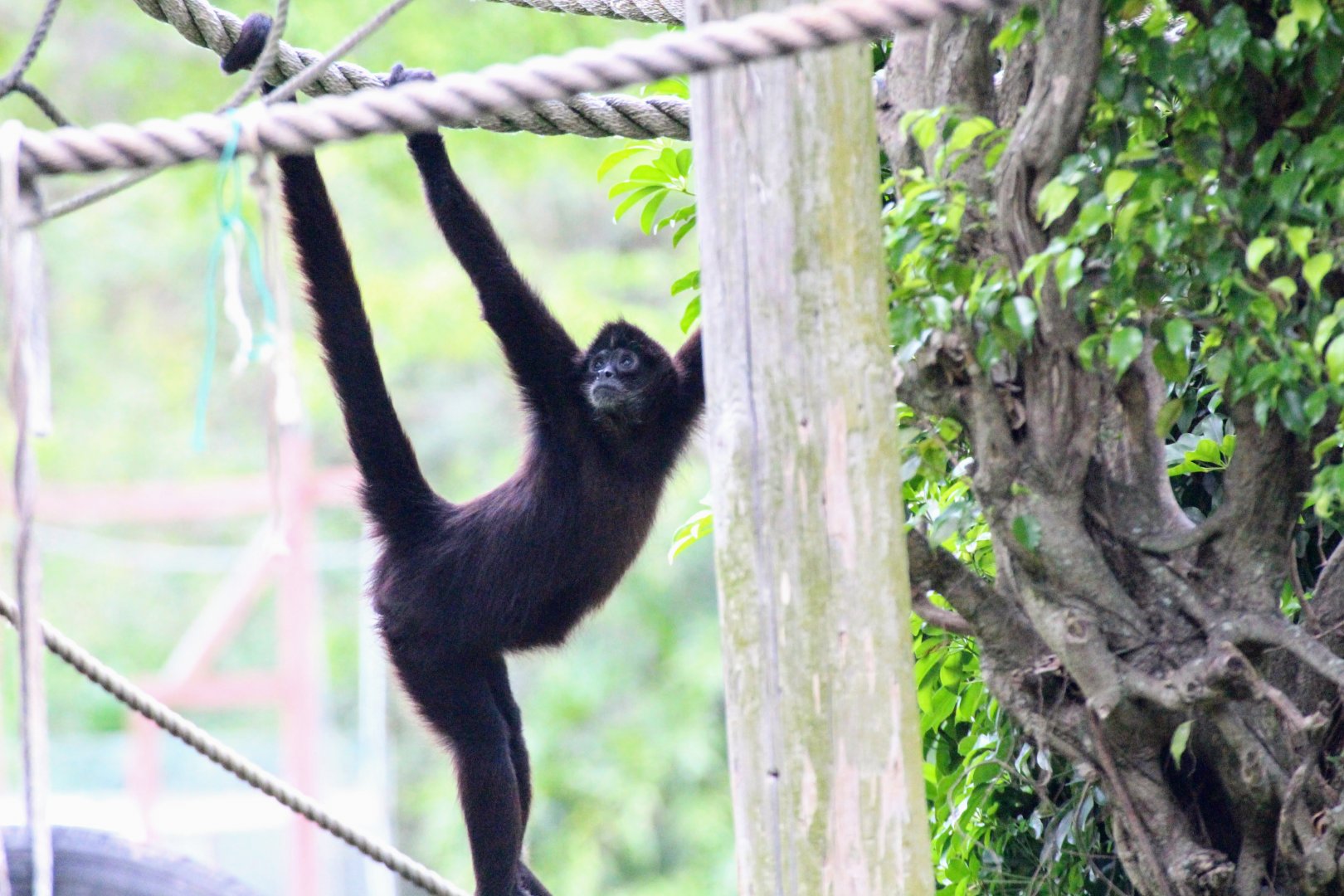 Colombian Black-headed Spider Monkey (2016)