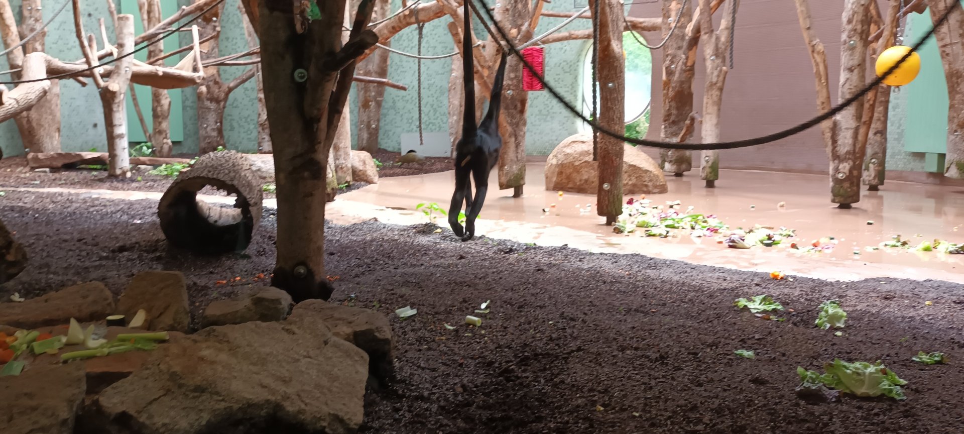 Colombian black headed Spider Monkey