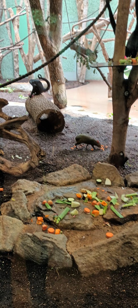 Colombian black headed Spider Monkeys and Azaras Agouti
