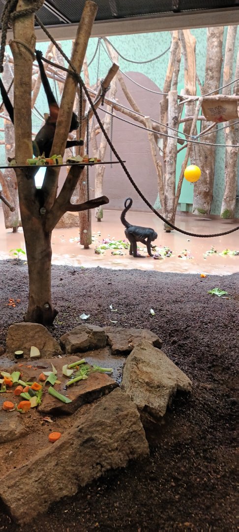Colombian black headed Spider Monkeys