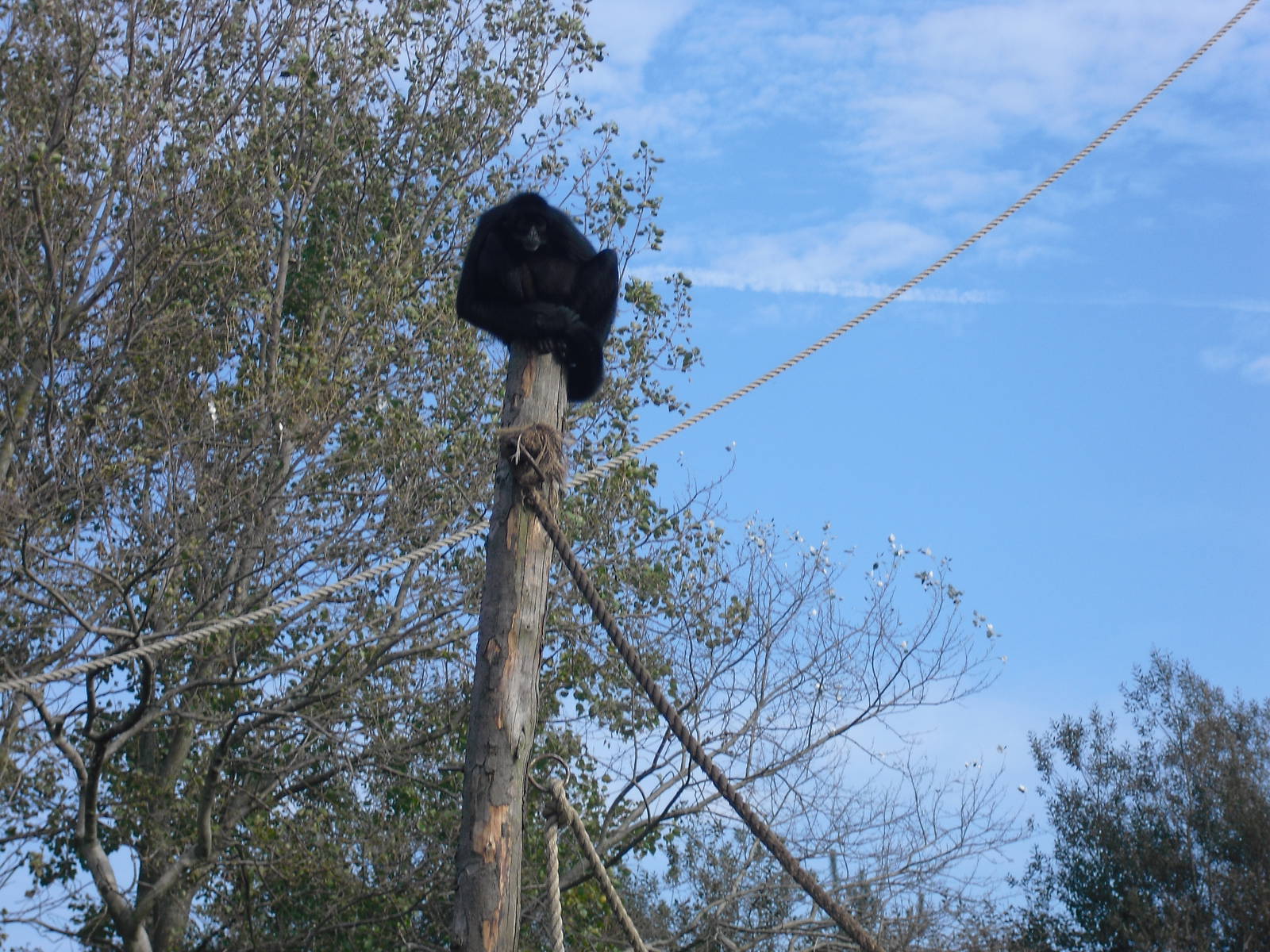 Colombian Black Spider Monkey - 01/10/2011