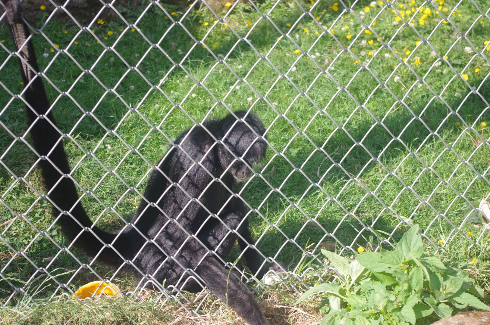 Colombian Black Spider Monkey- 3/6/2022