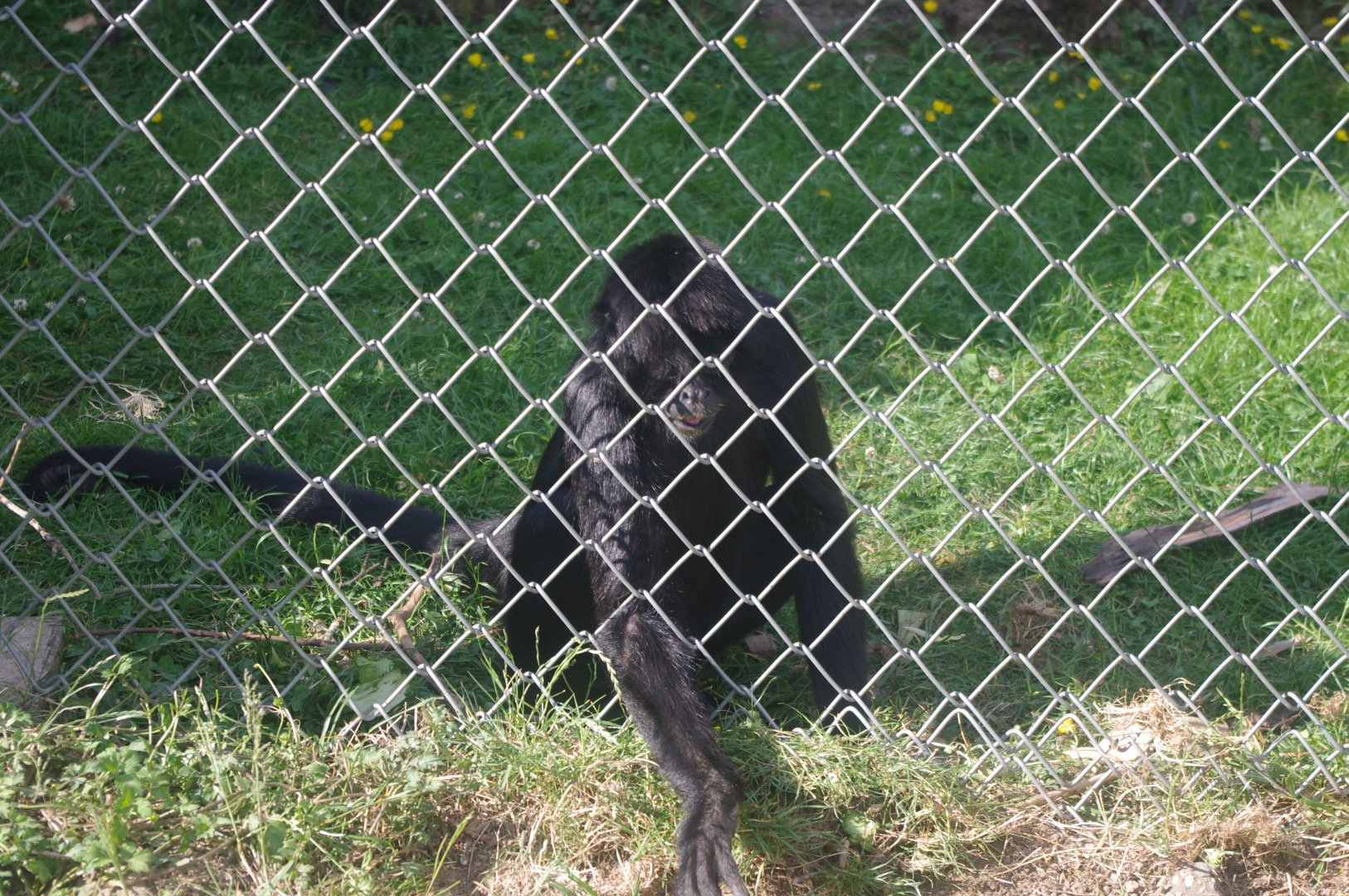 Colombian Black Spider Monkey- 3/6/2022