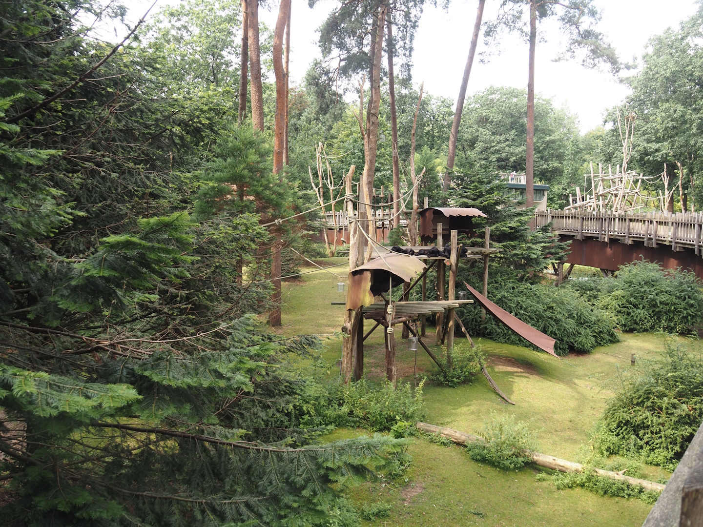 Colombian black spider monkey and Capybara exhibit, 2024-08-18