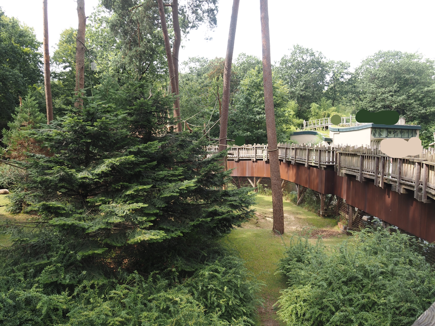 Colombian black spider monkey and Capybara exhibit, 2024-08-18