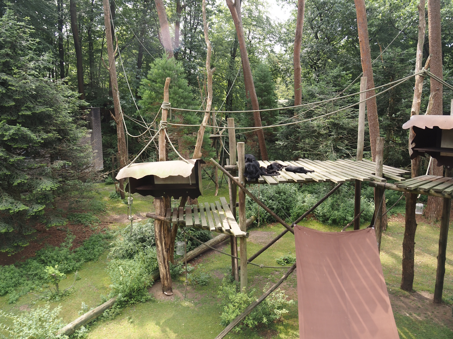 Colombian black spider monkey and Capybara exhibit, 2024-08-18