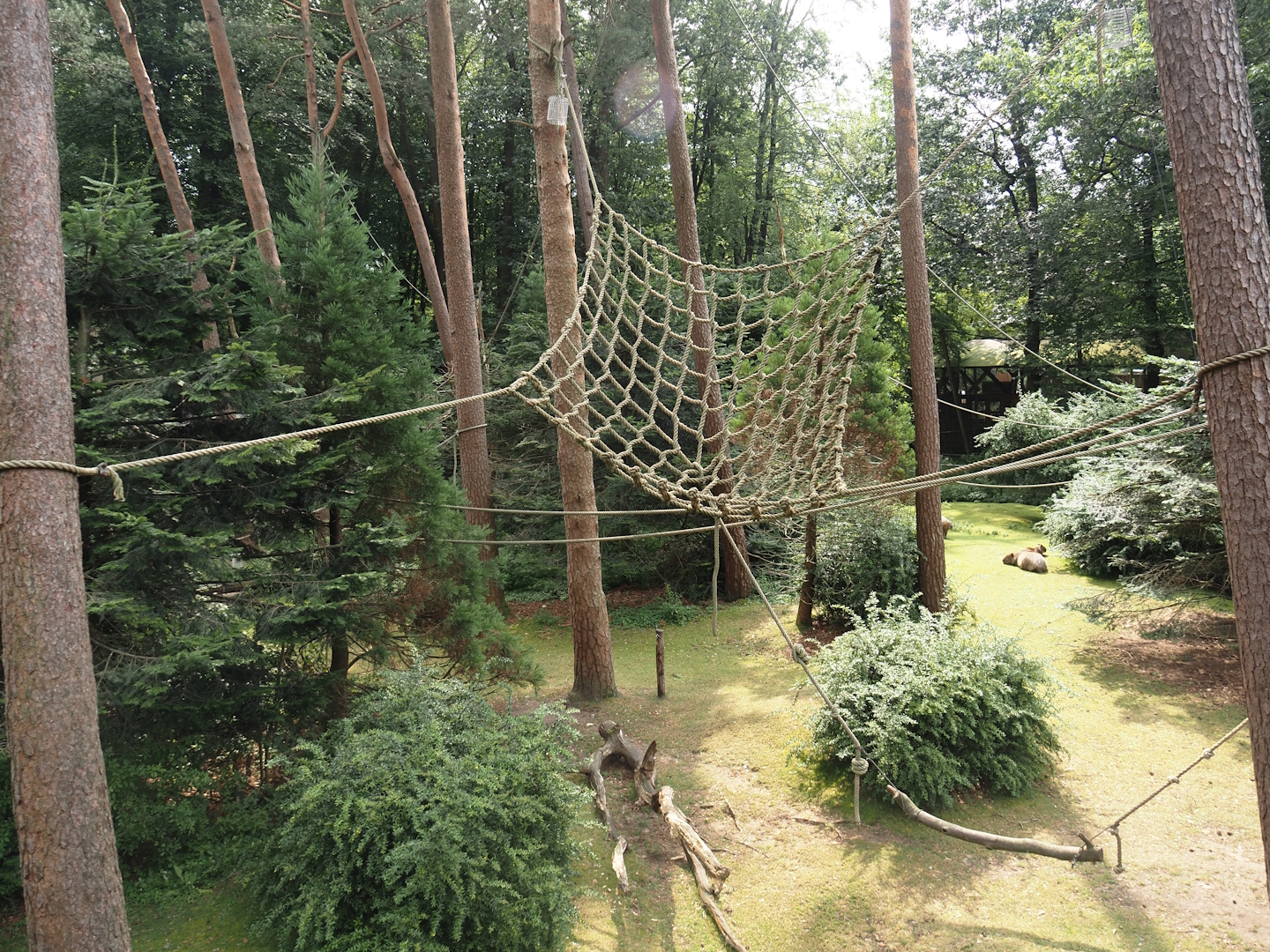 Colombian black spider monkey and Capybara exhibit, 2024-08-18