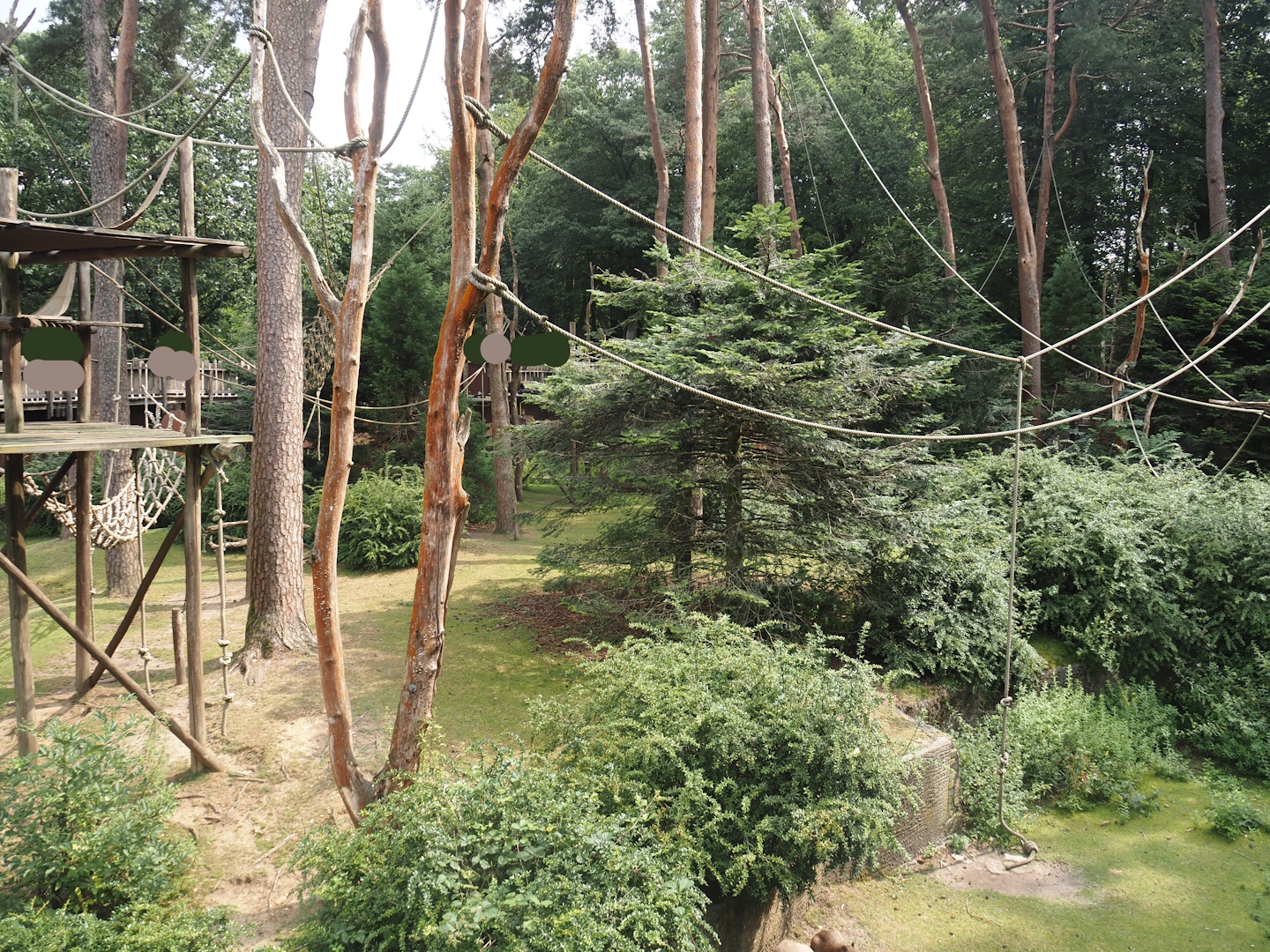 Colombian black spider monkey and Capybara exhibit, 2024-08-18