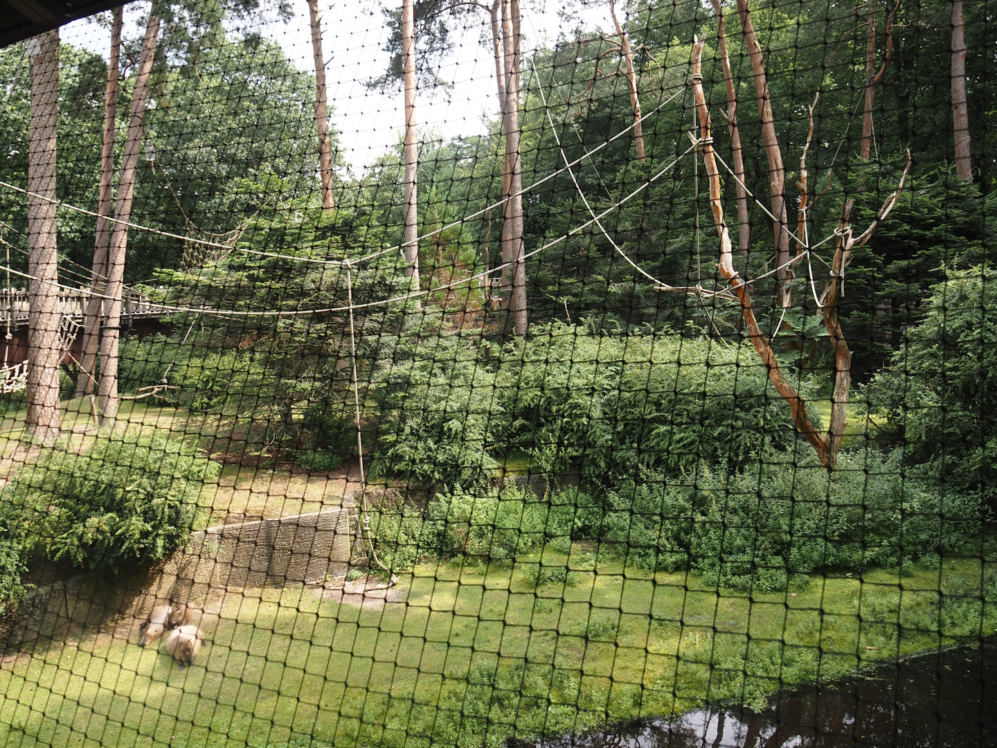 Colombian black spider monkey and Capybara exhibit, 2024-08-18