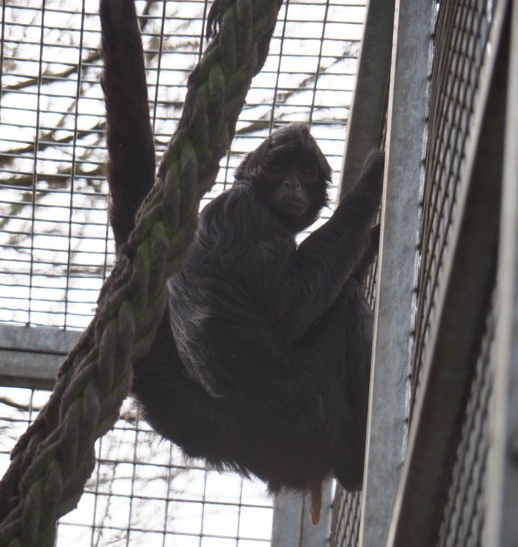 Colombian black spider monkey (Ateles fusciceps rufiventris), 2019-04-06
