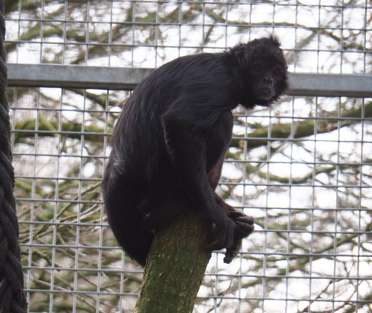 Colombian black spider monkey (Ateles fusciceps rufiventris), 2019-04-06