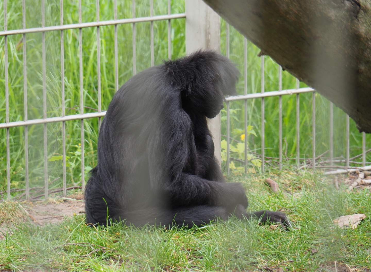 Colombian black spider monkey (Ateles fusciceps rufiventris), 2019-05-25