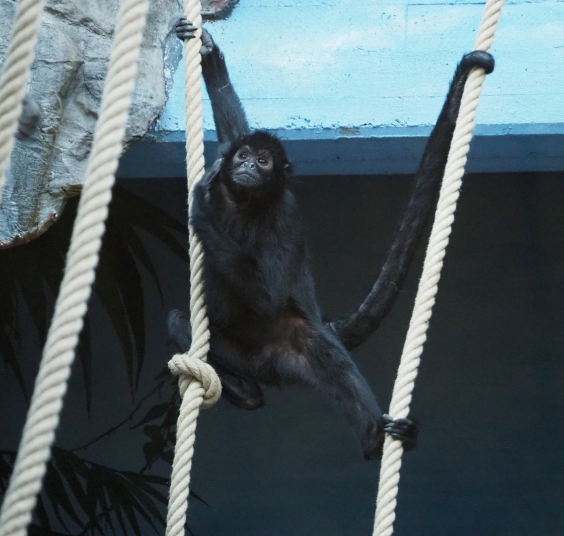 Colombian black spider monkey (Ateles fusciceps rufiventris), 2019-12-30