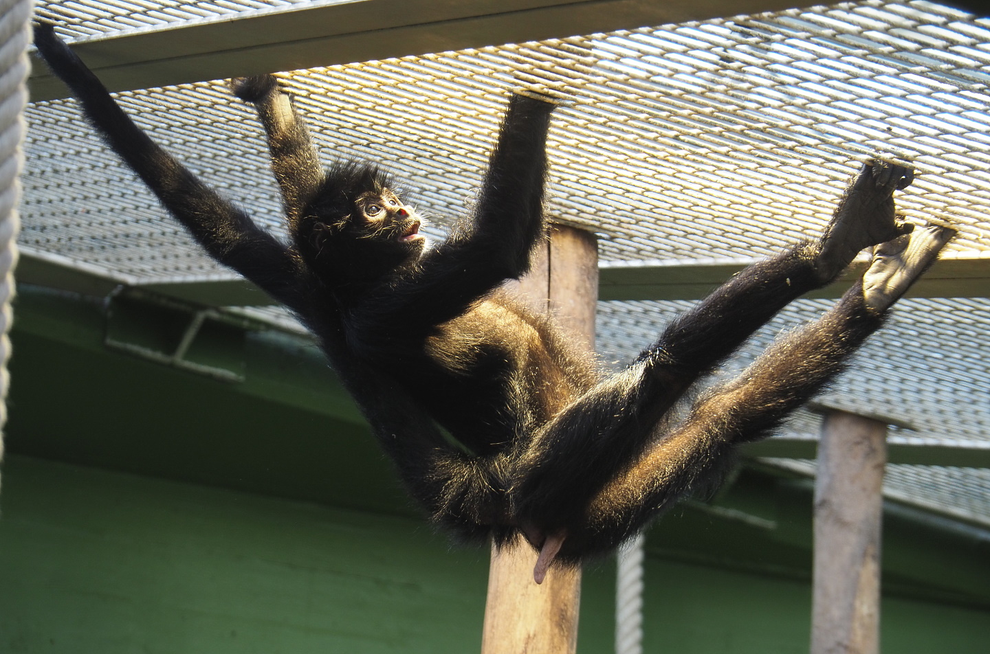 Colombian black spider monkey (Ateles fusciceps rufiventris), 2021-07-17