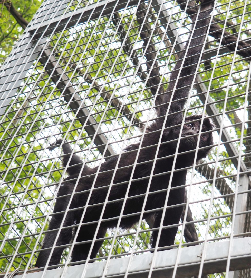 Colombian black spider monkey (Ateles fusciceps rufiventris), 2022-05-17