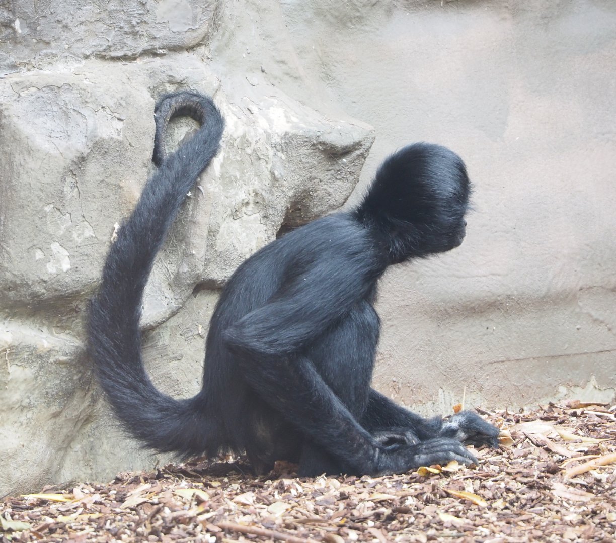Colombian black spider monkey (Ateles fusciceps rufiventris), 2022-05-26