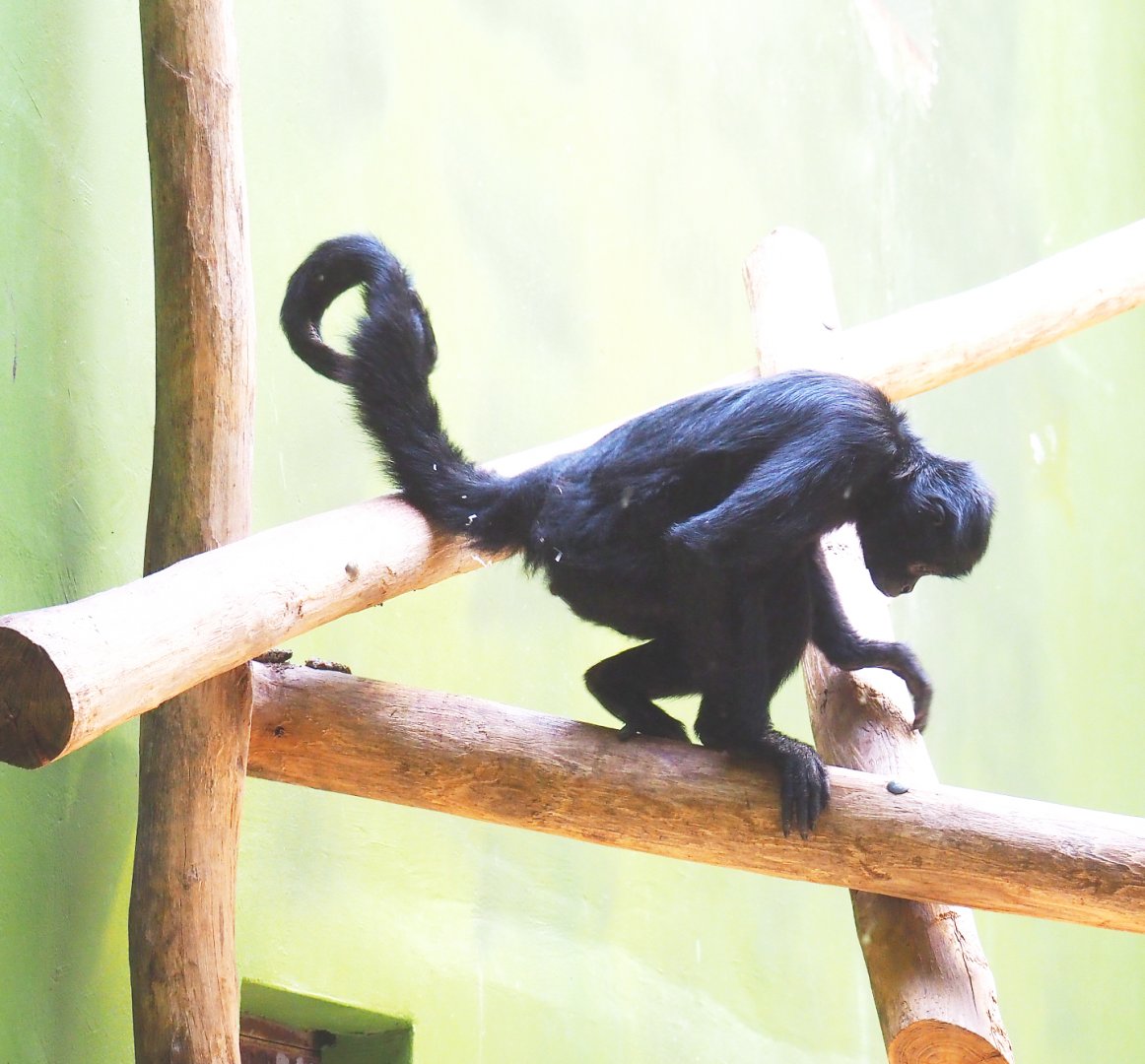 Colombian black spider monkey (Ateles fusciceps rufiventris), 2022-05-26