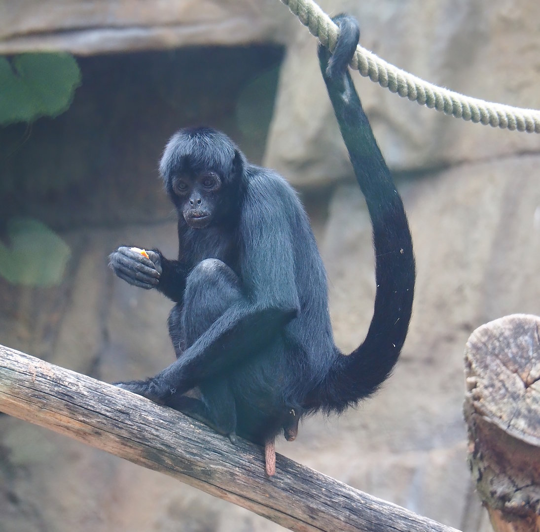 Colombian black spider monkey (Ateles fusciceps rufiventris), 2022-07-10