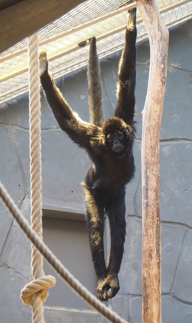 Colombian black spider monkey (Ateles fusciceps rufiventris), 2022-09-04