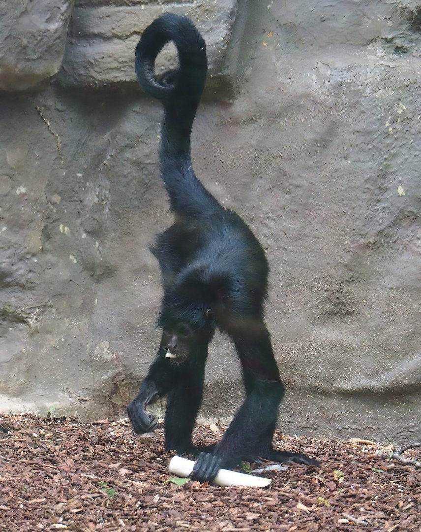 Colombian black spider monkey (Ateles fusciceps rufiventris), 2023-07-02