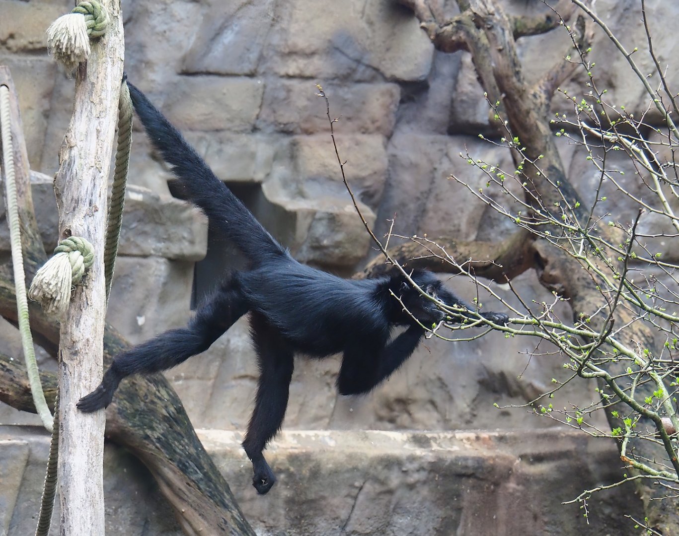 Colombian black spider monkey (Ateles fusciceps rufiventris), 2024-02-17